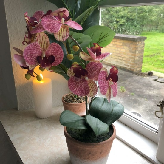 Gul og bordeaux Orkide 2 stilk i krukke 40 cm