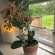 Gul og pink Orkide 3 stilk i krukke 50 cm