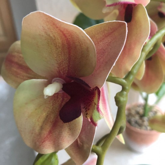 Gul og pink Orkide 3 stilk i krukke 50 cm