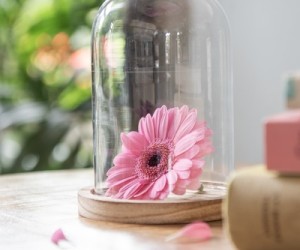 Glaskuppel og glasklokker