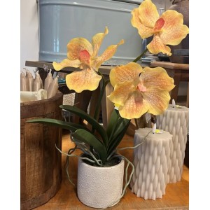 Gul Orkide i krukke ca 35 cm