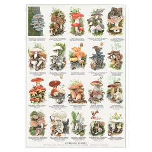 Plakat A4 : Spiselige Svampe Plakat A4 : Spiselige Svampe
