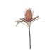 Fleur Protea Blomst 60 cm
