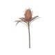 Fleur Protea Kunstig Blomst 60 cm Fleur Protea Kunstig Blomst 60 cm
