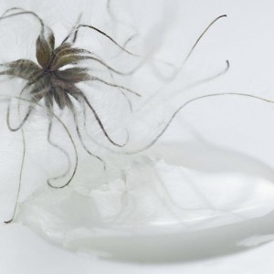 Lys brun-grå Kalkmaling Soft Sand 100 ml Lys brun-grå Kalkmaling Soft Sand 100 ml