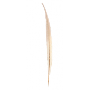 Fasan fjer beige /natur - ca 40 cm Fasan fjer beige /natur - ca 40 cm