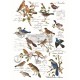 Transfer Fugle og tekst - Postal Birds 3 stk på ca. 29 x 61cm