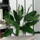Kunstig Blomst - Stueplante med store Grønne blade og Hvid blomst 60cm høj plante Kunstig Blomst - Stueplante med store Grønne blade og Hvid blomst 60cm høj plante