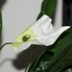 Kunstig Blomst - Stueplante med store Grønne blade og Hvid blomst 60cm høj plante Kunstig Blomst - Stueplante med store Grønne blade og Hvid blomst 60cm høj plante