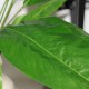 Kunstig Blomst - Stueplante med store Grønne blade og Hvid blomst 60cm høj plante Kunstig Blomst - Stueplante med store Grønne blade og Hvid blomst 60cm høj plante