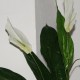 Kunstig Blomst - Stueplante med store Grønne blade og Hvid blomst 60cm høj plante Kunstig Blomst - Stueplante med store Grønne blade og Hvid blomst 60cm høj plante