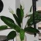 Kunstig Blomst - Stueplante med store Grønne blade og Hvid blomst 60cm høj plante Kunstig Blomst - Stueplante med store Grønne blade og Hvid blomst 60cm høj plante