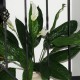 Kunstig Blomst - Stueplante med store Grønne blade og Hvid blomst 60cm høj plante Kunstig Blomst - Stueplante med store Grønne blade og Hvid blomst 60cm høj plante