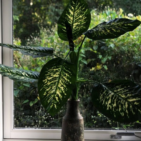 Kunstig Plante - Zebra Dieffenbachia 60cm høj