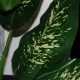 Kunstig plante - Zebra Dieffenbachia 115cm høj Kunstig plante - Zebra Dieffenbachia 115cm høj