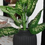 Kunstig plante - Zebra Dieffenbachia 115cm høj