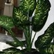Kunstig plante - Zebra Dieffenbachia 115cm høj Kunstig plante - Zebra Dieffenbachia 115cm høj