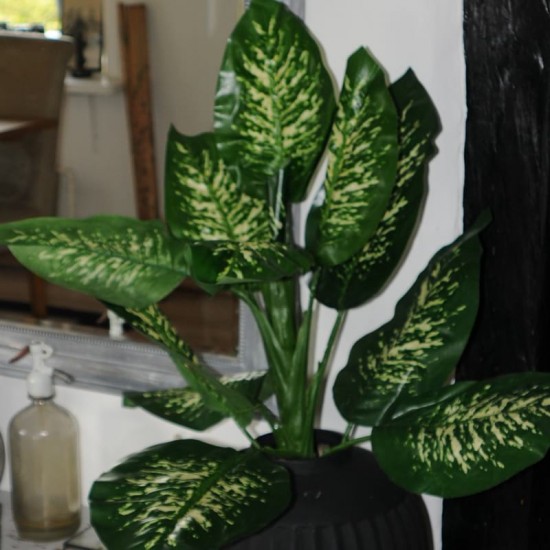 Kunstig plante - Zebra Dieffenbachia 115cm høj Kunstig plante - Zebra Dieffenbachia 115cm høj