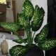 Kunstig plante - Zebra Dieffenbachia 115cm høj Kunstig plante - Zebra Dieffenbachia 115cm høj