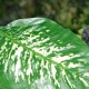 Kunstig plante - Zebra Dieffenbachia 115cm høj Kunstig plante - Zebra Dieffenbachia 115cm høj