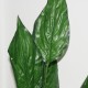 Kunstig Plante - Stueplante med store Grønne blade 65cm høj plante Kunstig Plante - Stueplante med store Grønne blade 65cm høj plante