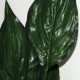 Kunstig Plante - Stueplante med store Grønne blade 65cm høj plante Kunstig Plante - Stueplante med store Grønne blade 65cm høj plante