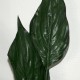 Kunstig Plante - Stueplante med store Grønne blade 65cm høj plante Kunstig Plante - Stueplante med store Grønne blade 65cm høj plante