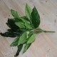 Kunstig Plante - Stueplante med store Grønne blade 65cm høj plante Kunstig Plante - Stueplante med store Grønne blade 65cm høj plante