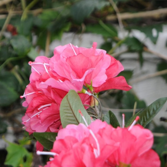 Kunstig plante - Store Rhododrendon Grene rosa 70cm høj Kunstig plante - Store Rhododrendon Grene rosa 70cm høj