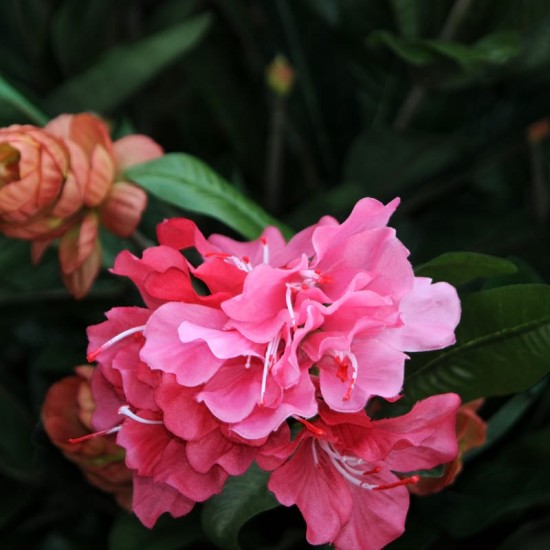 Kunstig plante - Store Rhododrendon Grene rosa 70cm høj Kunstig plante - Store Rhododrendon Grene rosa 70cm høj
