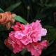 Kunstig plante - Store Rhododrendon Grene rosa 70cm høj Kunstig plante - Store Rhododrendon Grene rosa 70cm høj