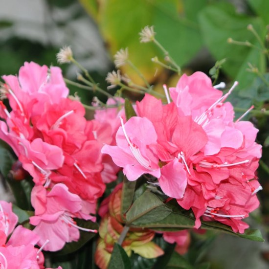 Kunstig plante - Store Rhododrendon Grene rosa 70cm høj Kunstig plante - Store Rhododrendon Grene rosa 70cm høj