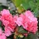 Kunstig plante - Store Rhododrendon Grene rosa 70cm høj Kunstig plante - Store Rhododrendon Grene rosa 70cm høj