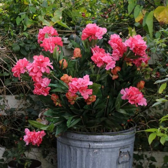 Kunstig plante - Store Rhododrendon Grene rosa 70cm høj Kunstig plante - Store Rhododrendon Grene rosa 70cm høj