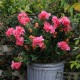 Kunstig plante - Store Rhododrendon Grene rosa 70cm høj Kunstig plante - Store Rhododrendon Grene rosa 70cm høj
