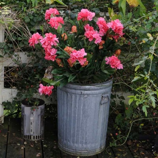 Kunstig plante - Store Rhododrendon Grene rosa 70cm høj Kunstig plante - Store Rhododrendon Grene rosa 70cm høj