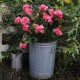 Kunstig plante - Store Rhododrendon Grene rosa 70cm høj Kunstig plante - Store Rhododrendon Grene rosa 70cm høj