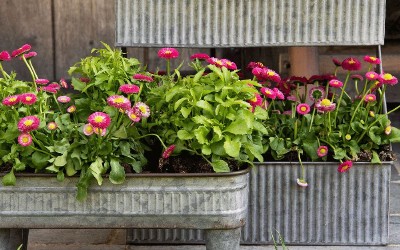 Masser af Rosa Nyheder & Tilbud!