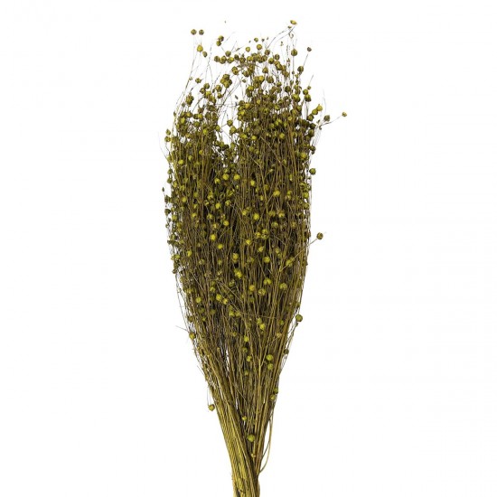 Grønt hør - Bundt Tørrede blomster 60 cm (100 gr)