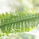 Super flot stor Bregne - Kunstig plante Super flot stor Bregne - Kunstig plante