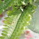 Super flot stor Bregne - Kunstig plante Super flot stor Bregne - Kunstig plante