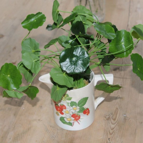 Kunstig Navel 34cm - Kunstig plante Kunstig Navel 34cm - Kunstig plante