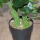 Kunstig Navel 34cm - Kunstig plante Kunstig Navel 34cm - Kunstig plante