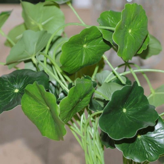 Kunstig Navel 34cm - Kunstig plante Kunstig Navel 34cm - Kunstig plante