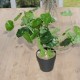 Kunstig Navel 34cm - Kunstig plante Kunstig Navel 34cm - Kunstig plante