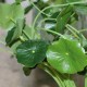 Kunstig Navel 34cm - Kunstig plante Kunstig Navel 34cm - Kunstig plante