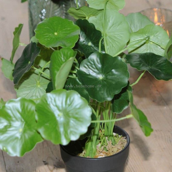 Kunstig Navel 34cm - Kunstig plante Kunstig Navel 34cm - Kunstig plante