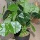 Kunstig Navel 34cm - Kunstig plante Kunstig Navel 34cm - Kunstig plante