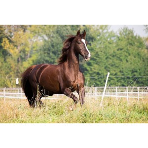 Mud Bug Buster - Muk forebyggelse og behandling til hest 300 gram Mud Bug Buster - Muk forebyggelse og behandling til hest 300 gram