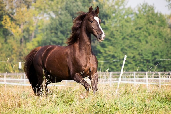 Køb tilskud til din hest for bedre velfærd og sundhed - bedste priser, gratis levering